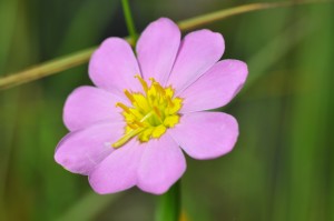 Plymouth Gentian (credit Nova Scotia Nature Trust, Karen McKendry)